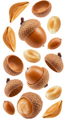 Acorns and nuts isolated on white background, natural autumn and forest seeds, perfect for fall and nature projects
