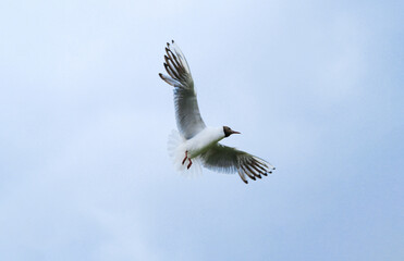 Black-Headed Gull in Flight with Spread Wings Against Sky