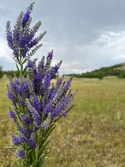 Purple wildflowers in summer meadow
Close-up of purple wildflowers in a summer meadow. Delicate and natural floral composition in countryside scenery.