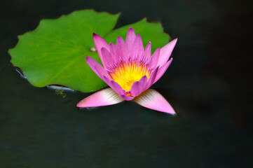 pink water lily