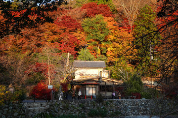 Beautiful autumn scenery in Kyoto, Japan