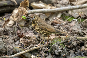 Thrush perched on a branch with a beakful of food, UK