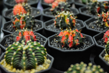 Little cactus on small pot, plant for decoration. Beautiful blooming cactus, selective focus blurred green nature background. Hobby during work from home concept. 
