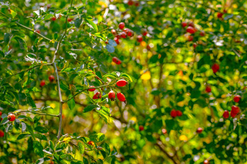 Close-up of ripe red dog rose fruits (Rosa canina) growing on branch in natural environment. Wild rosehips with green leaves in sunlight. Healthy organic berries rich in vitamin C, used in herbal medi
