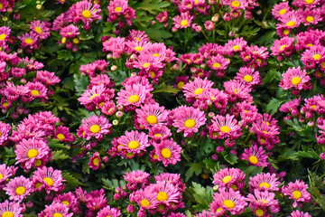 pink and yellow flowers