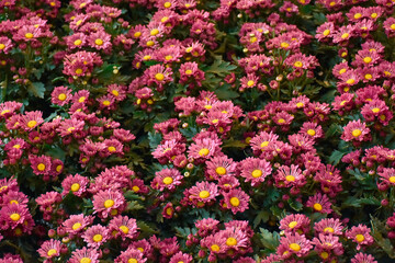 colorful flowers in the garden