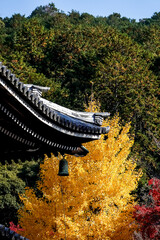 Beautiful autumn scenery in Kyoto, Japan