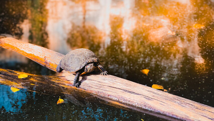 Single Eastern Painted Turtle basking in the morning sun on semi-submerged log