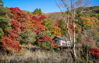 Beautiful autumn scenery in Kyoto, Japan