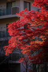 Beautiful autumn scenery in Kyoto, Japan