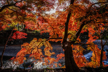 Beautiful autumn scenery in Kyoto, Japan