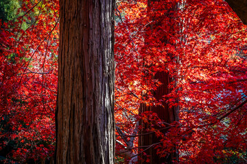 Beautiful autumn scenery in Kyoto, Japan