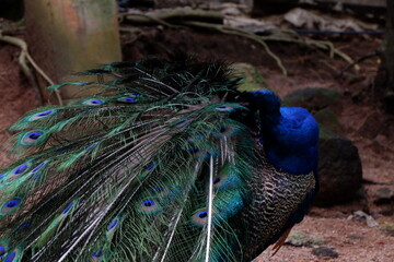 Obraz premium peacock in the zoo. peacock with feathers out
