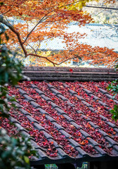 Beautiful autumn scenery in Kyoto, Japan