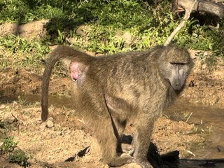 baboon 