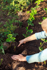 Top View of Child Planting Strawberry in Soil