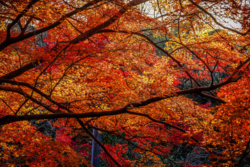 Beautiful autumn scenery in Kyoto, Japan