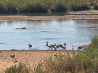 herd of buck at a waterhole