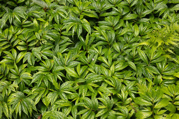Close-up view of lush green tropical foliage with vibrant glossy leaves in a natural rainforest environment.