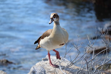 seagull on the shore