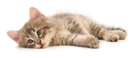 Cute fluffy kitten lying isolated on white background © Anatolii