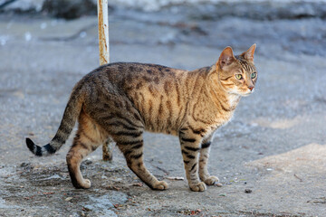 Bengal cross cat with tabby fur and green eyes.