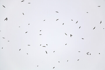 Seagull flying and bright sky.