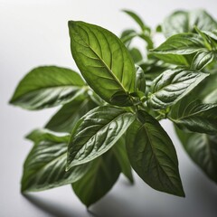 Fototapeta premium Thai basil leaves isolated in studio setup.