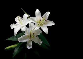 Obraz premium Elegant white lilies bloom against a stark black background