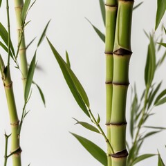 Bamboo stalk isolated on neutral background.