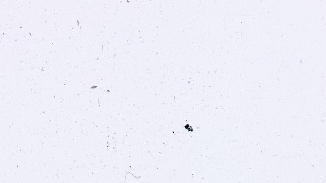 16mm Film Leader Dirt Scratches Seamless 4K Video Background Overlay Effect