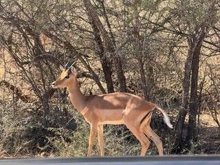 Rooibok
  in the kruger 