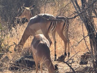 Rooibok herd in the kruger