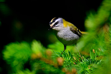 Sommergoldhähnchen // Common firecrest (Regulus ignicapilla / Regulus ignicapillus)