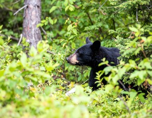 Fototapeta premium Black bear in a lush forest