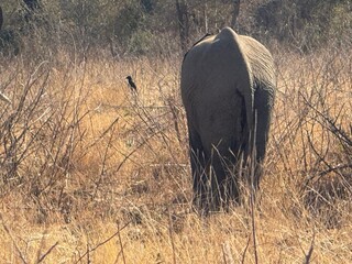 Elephant in the african bush