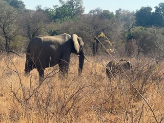 elephants in the kruger