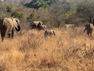herd of elephants