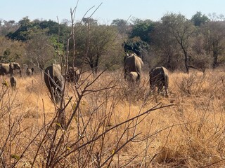 elephants in the kruger national park 
