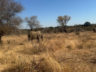 Fototapeta premium Elephant grazing