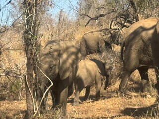 elephant herd