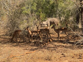 rooibok herd with a kudu
