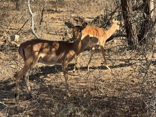 Rooibok herd in the kruger 