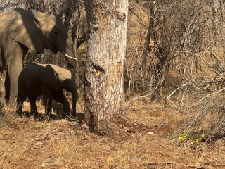Elephants in the wild