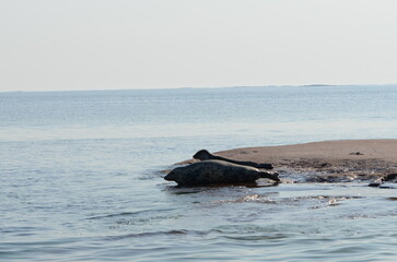 Obraz premium Grey seals resting on coastal rock in the Baltic Sea