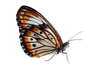 Butterfly on a white background