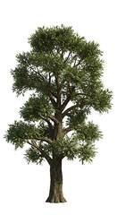 Obraz premium Emerald Canopy's Embrace