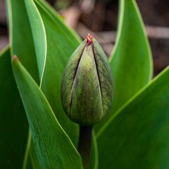 Closeup of a tulip bud