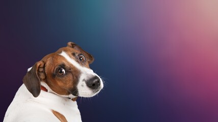 sad dog, unhappy pet on a dark background,