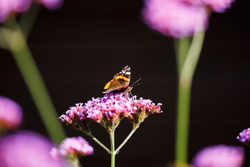 Butterfly on Purple Flowers